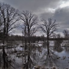 Floodplain Forest